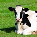 Livestock