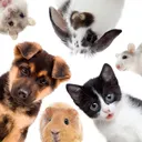 Animals & Pets